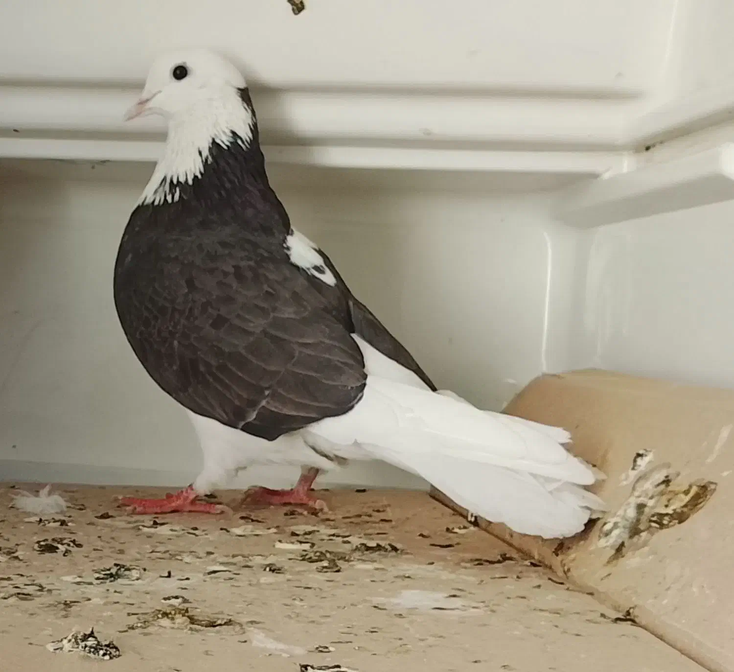 ۲عددکبوتر گمشده مشکین دشت|پرنده|مشکیندشت, |دیوار