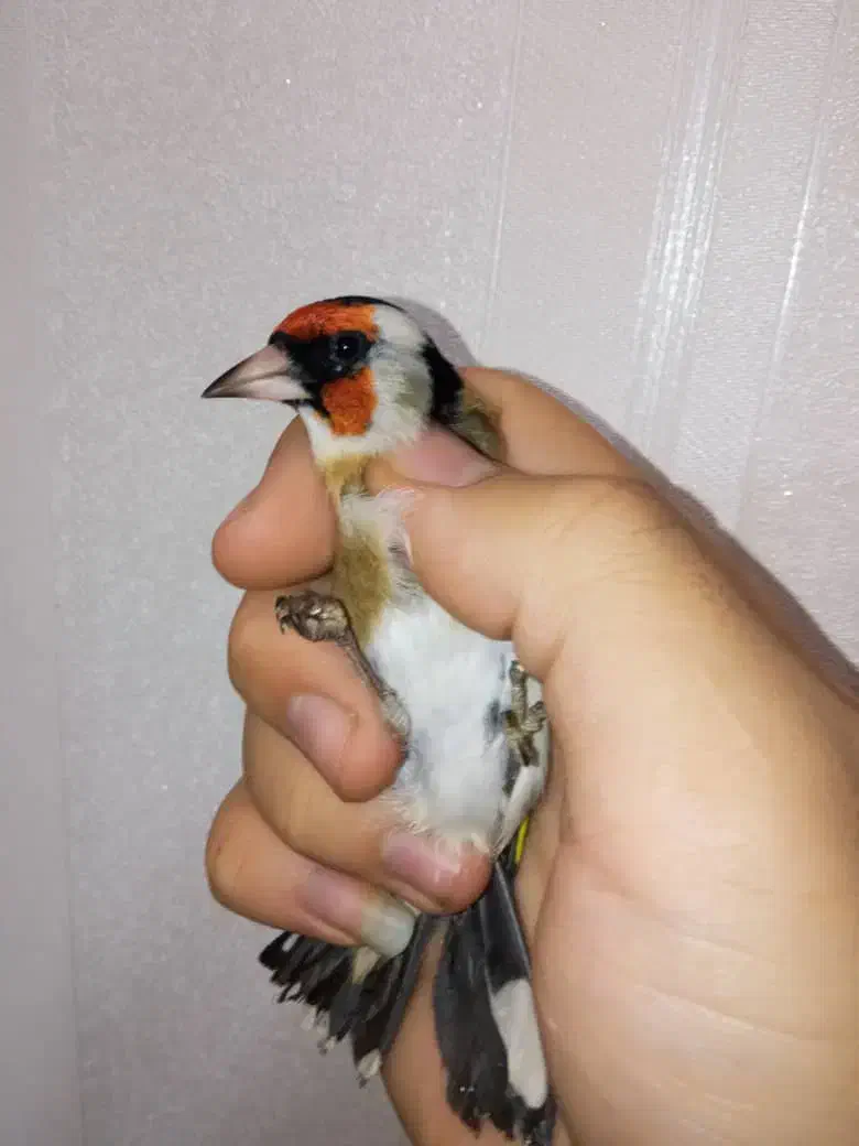 سهره نر چونه سفید باز|پرنده|تهران, مسعودیه|دیوار