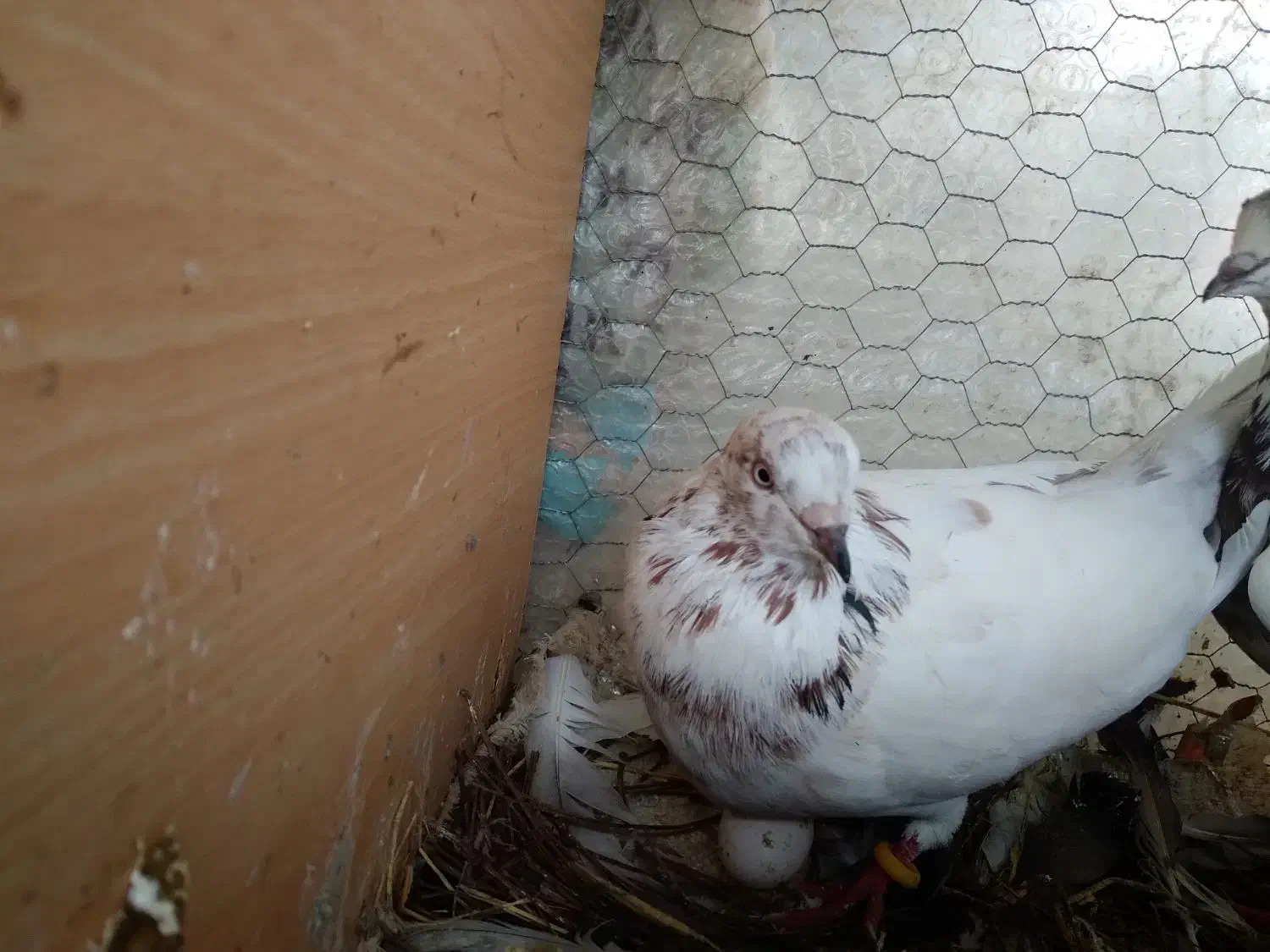 کبوتر املش|پرنده|املش, |دیوار