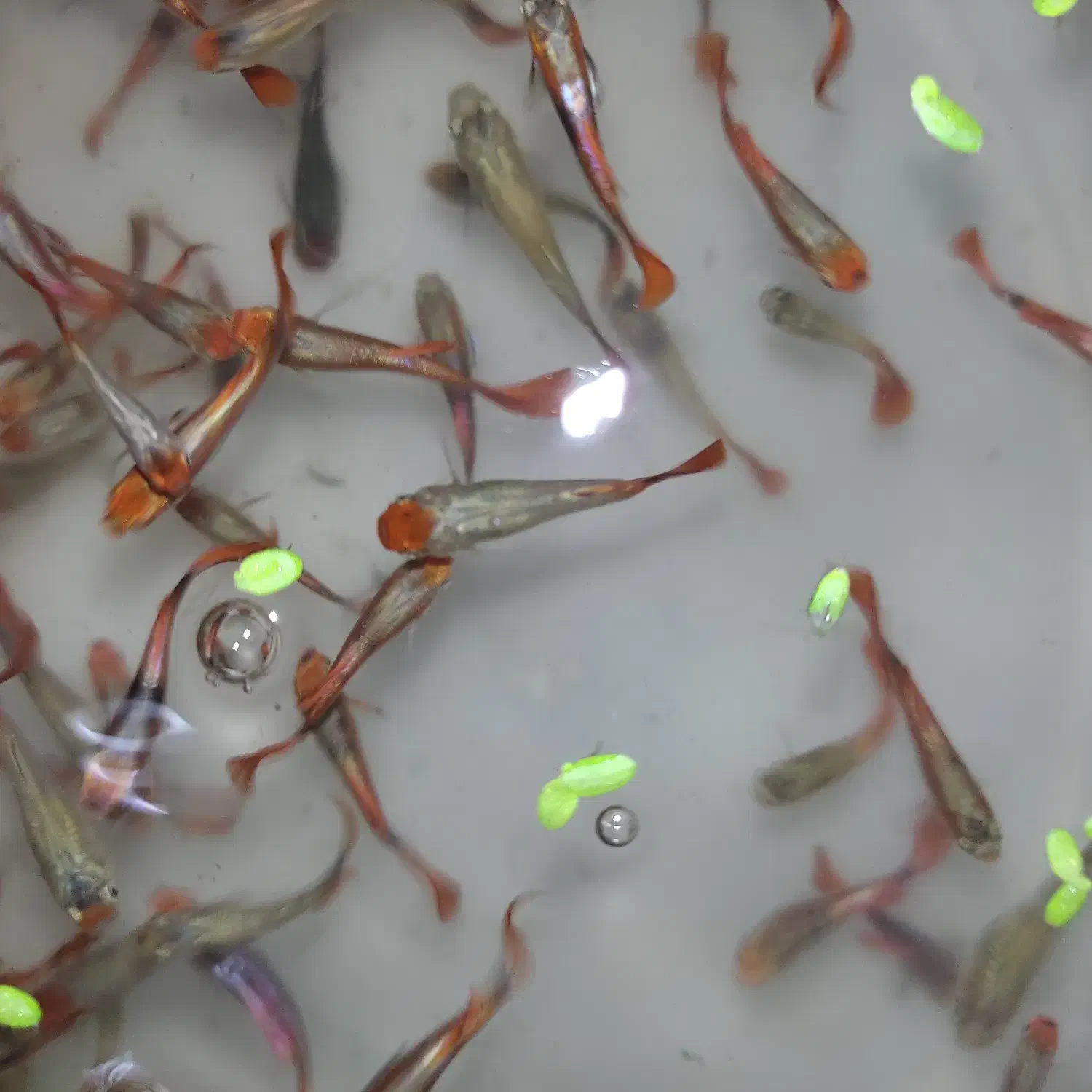 فروش ویژه ماهی گوپی کوی|ماهی|یزد, |دیوار