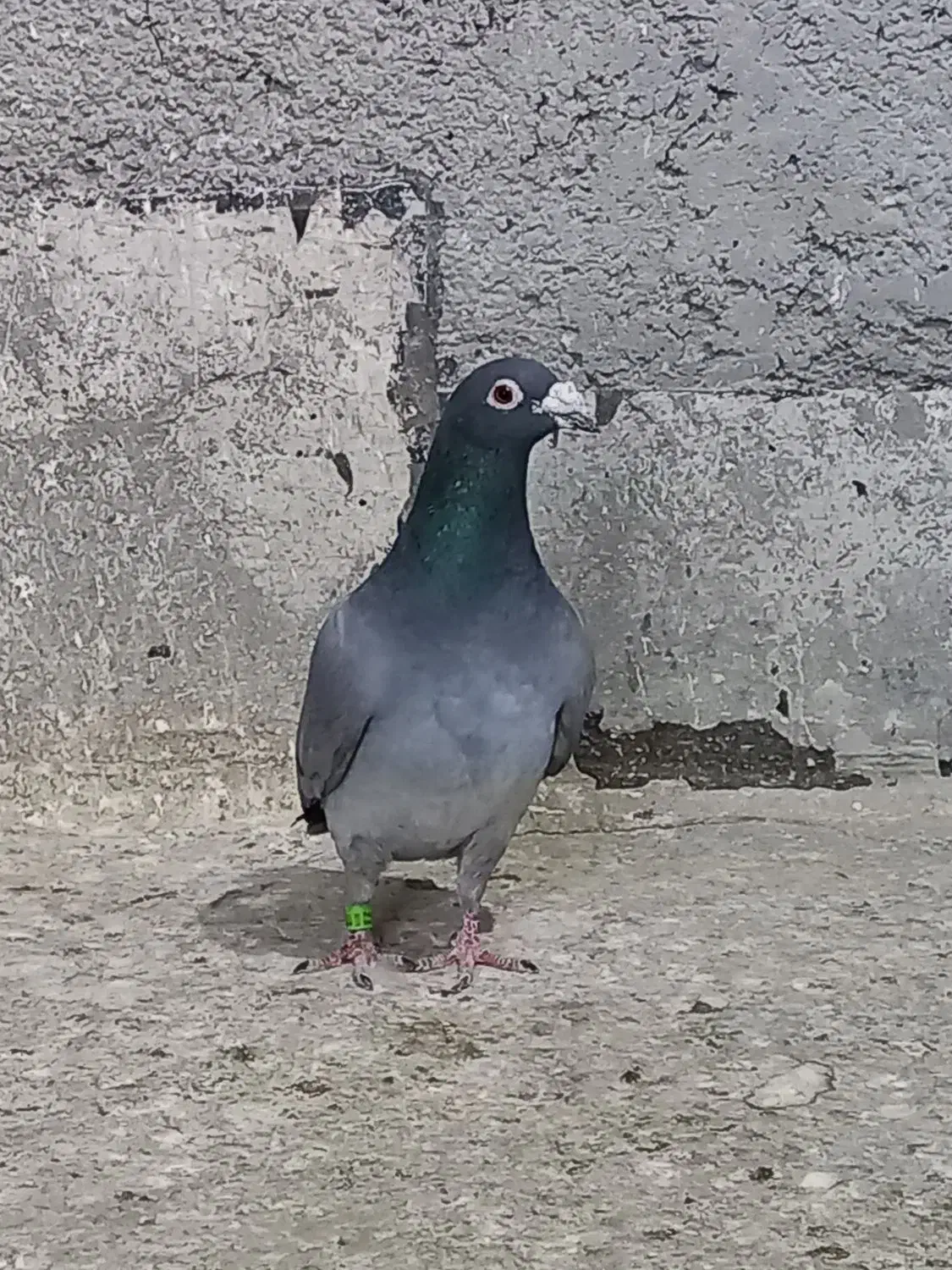 کبوتر کبود پلاکی|پرنده|الوند, |دیوار