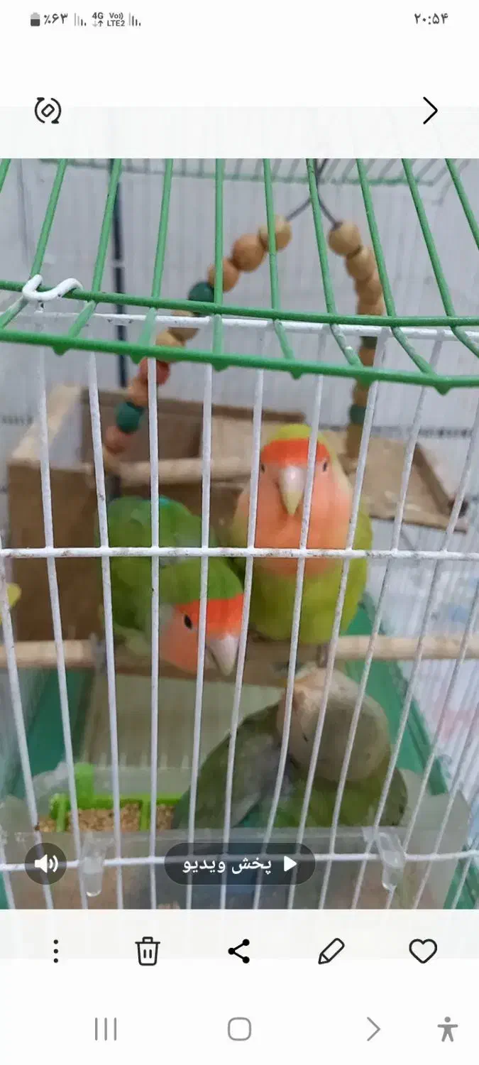 فروش ۶ عددطوطی برزیلی زرنگ همراه قفس وآبخوری|پرنده|داران, |دیوار