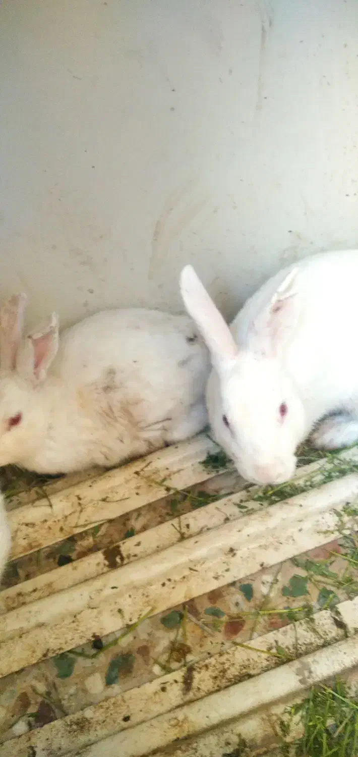 خرگوش|موش و خرگوش|شهرکرد, |دیوار