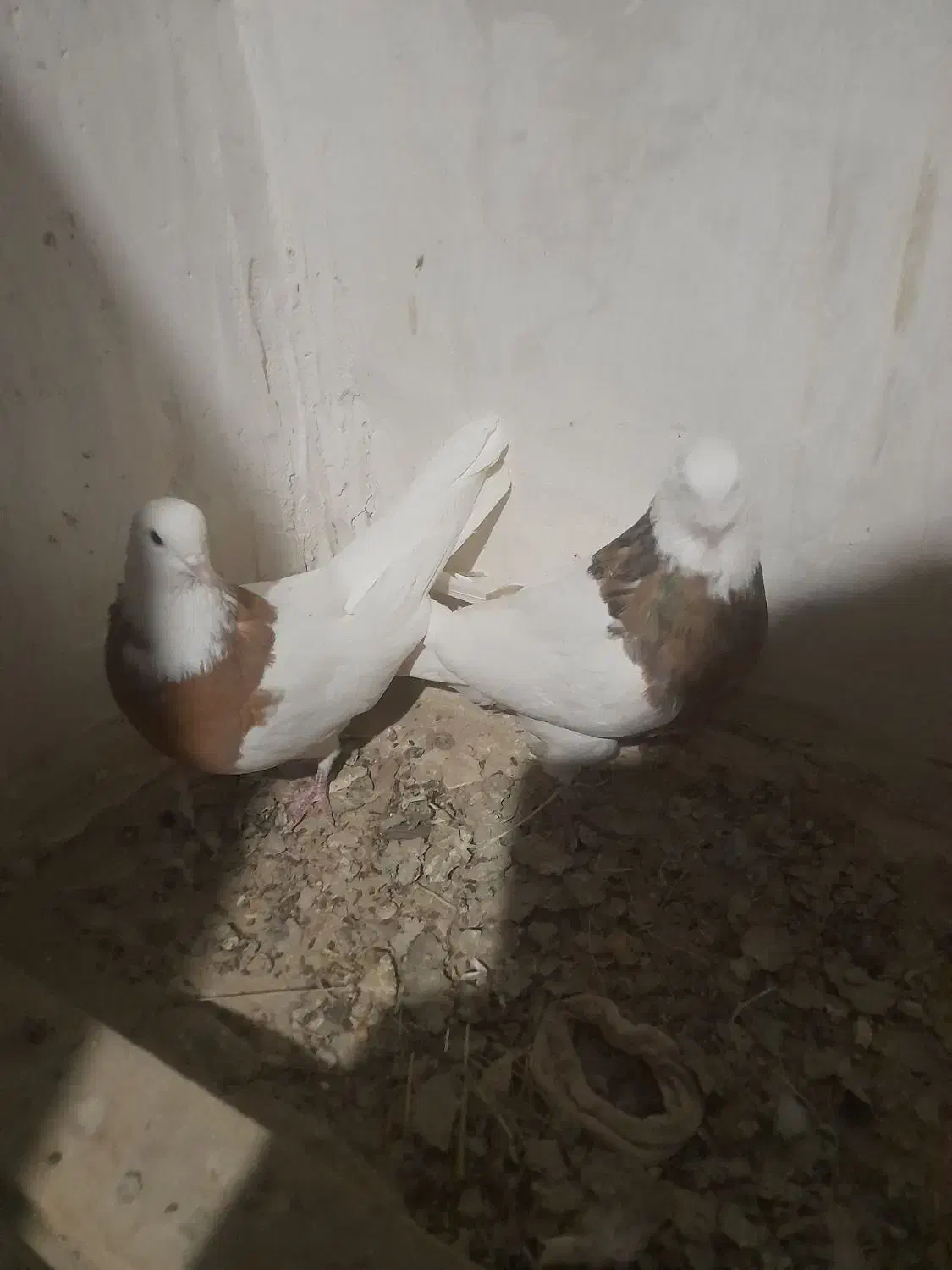 طوقی زردخالدار|پرنده|لالجین, |دیوار