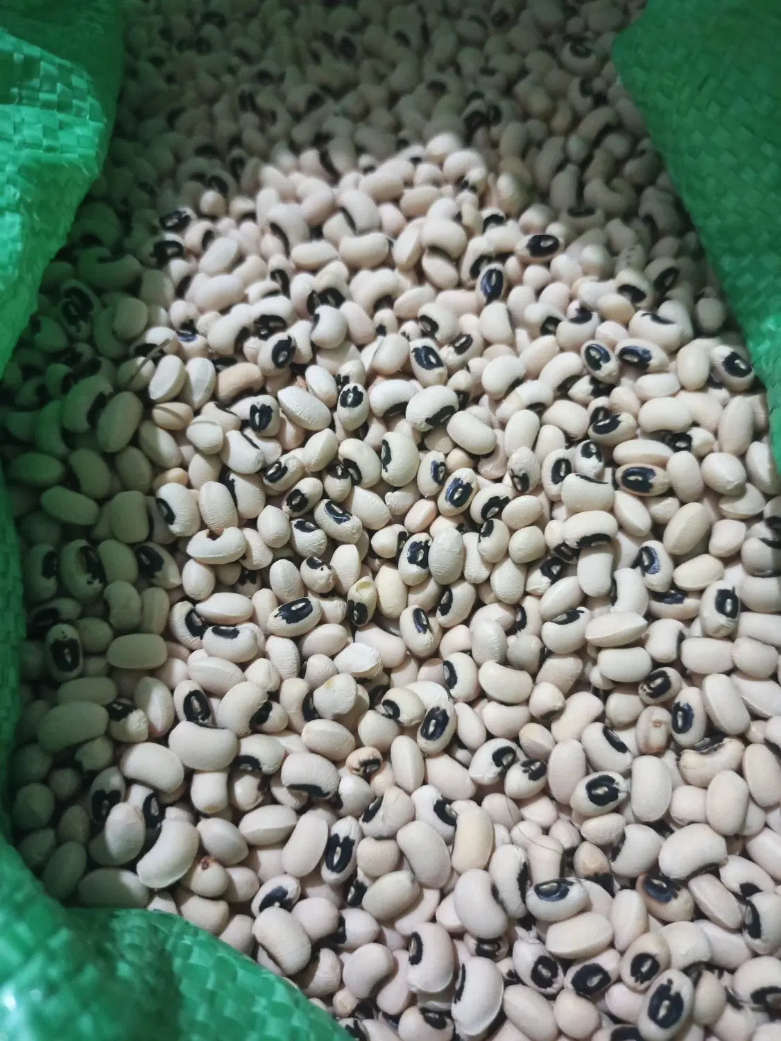 لوبیا|خوردنی و آشامیدنی|شوشتر, |دیوار