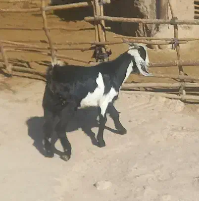 بزغاله نر بخش زاغه|حیوانات مزرعه|بروجرد, |دیوار