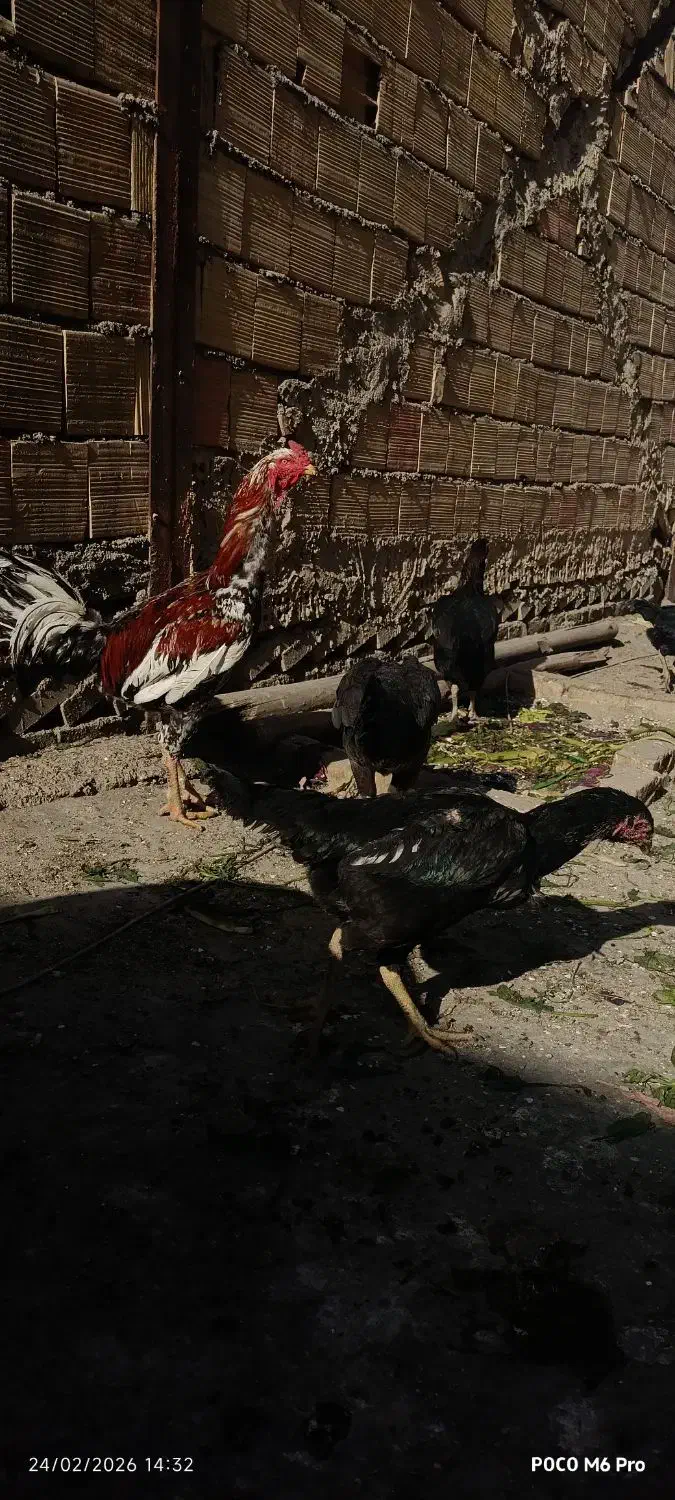 تخم لاری|حیوانات مزرعه|مشهد, باغون آباد|دیوار