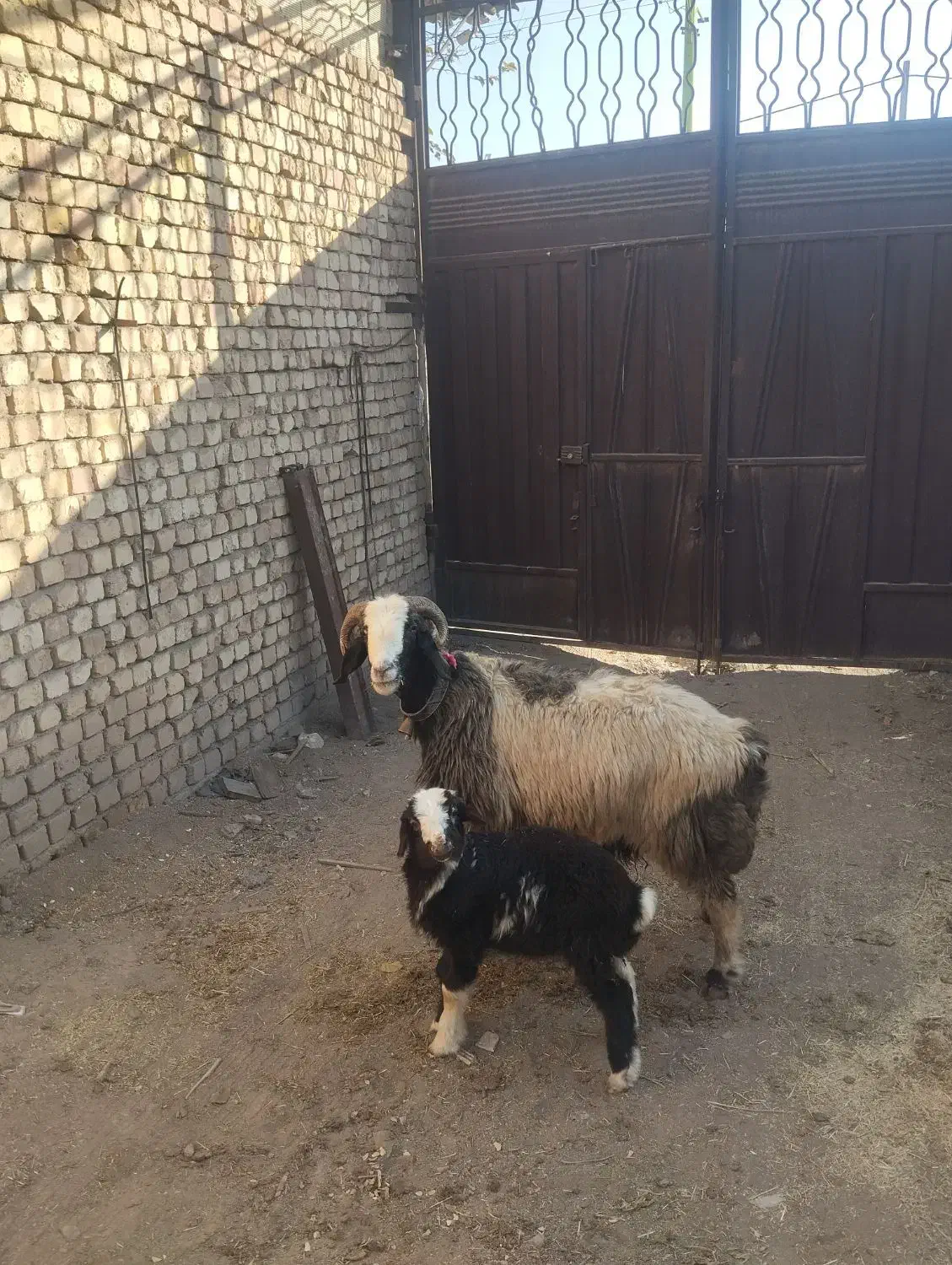 نمیشه بره گوسفند،قوچ بز|حیوانات مزرعه|نجف‌آباد, کهریزسنگ|دیوار