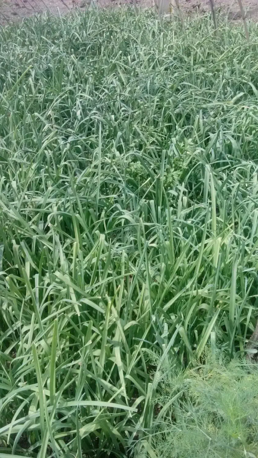 سبزی تره|خوردنی و آشامیدنی|خان ببین, |دیوار