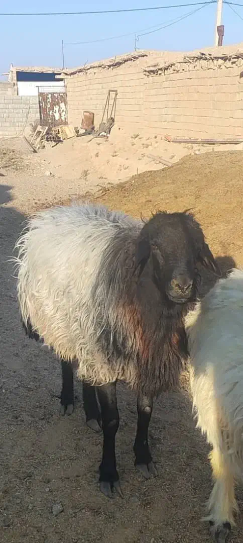 بره و قوچ هترو|حیوانات مزرعه|آباده, |دیوار