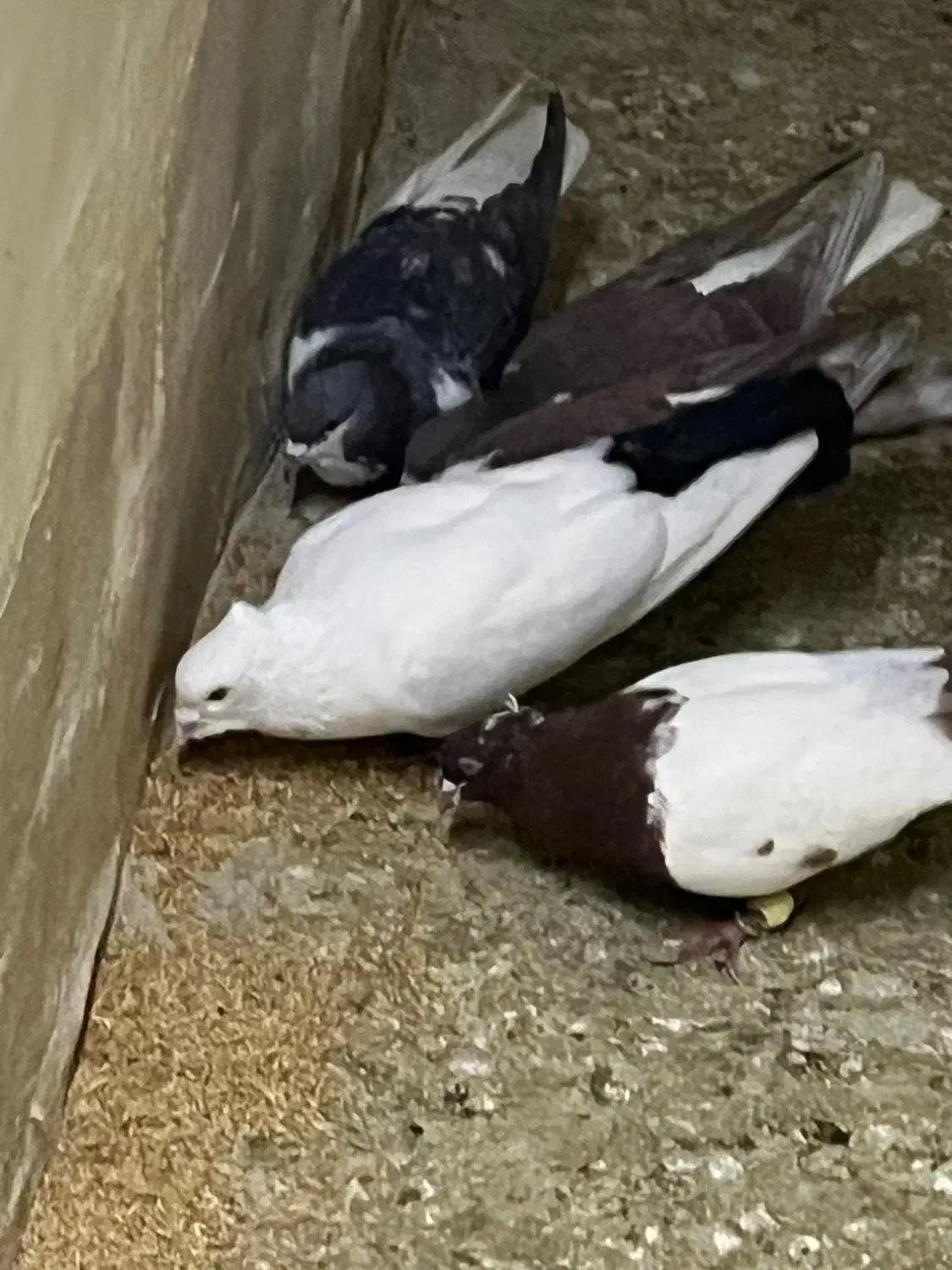 کفتر بوم|پرنده|مشهد, تلگرد|دیوار