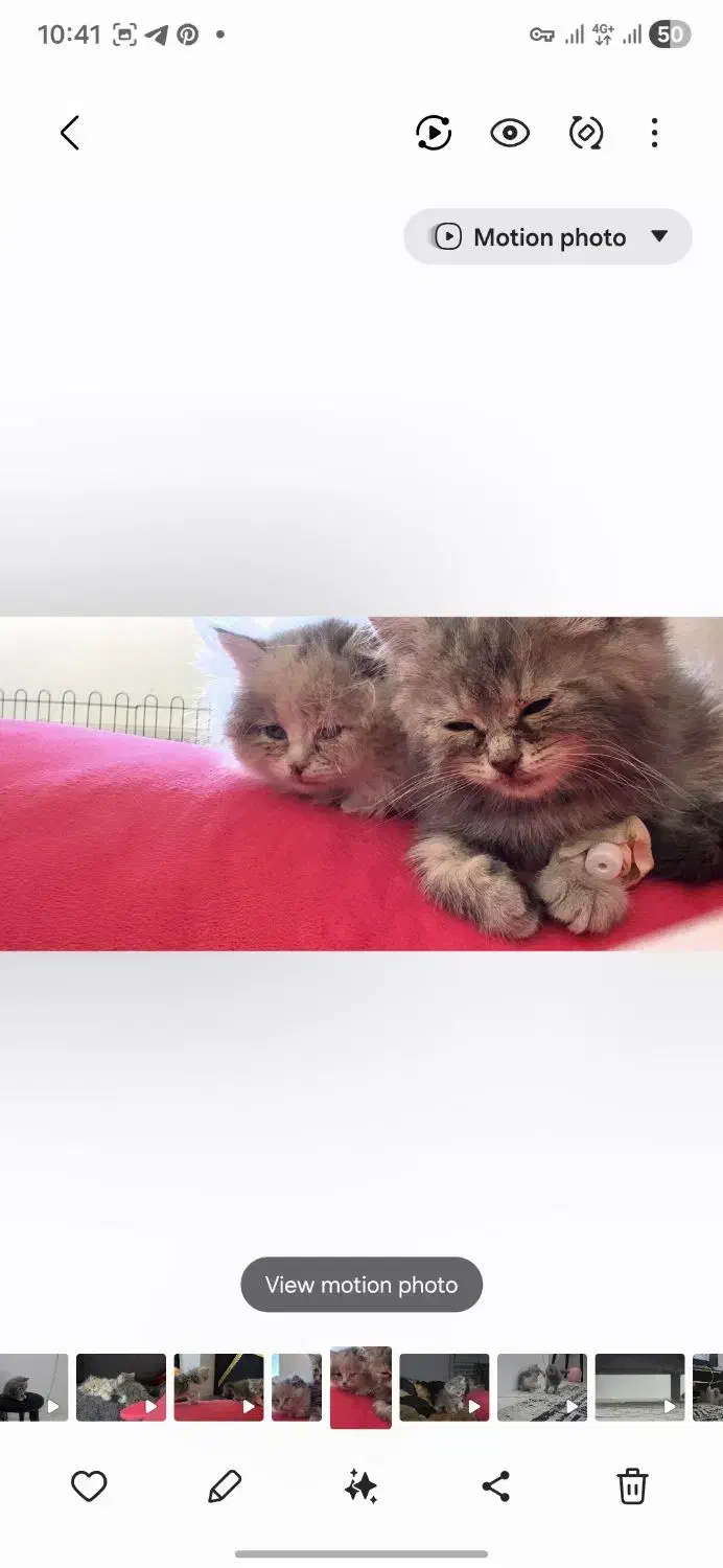 واگذاری بچه گربه پرشین|گربه|کرمان, |دیوار