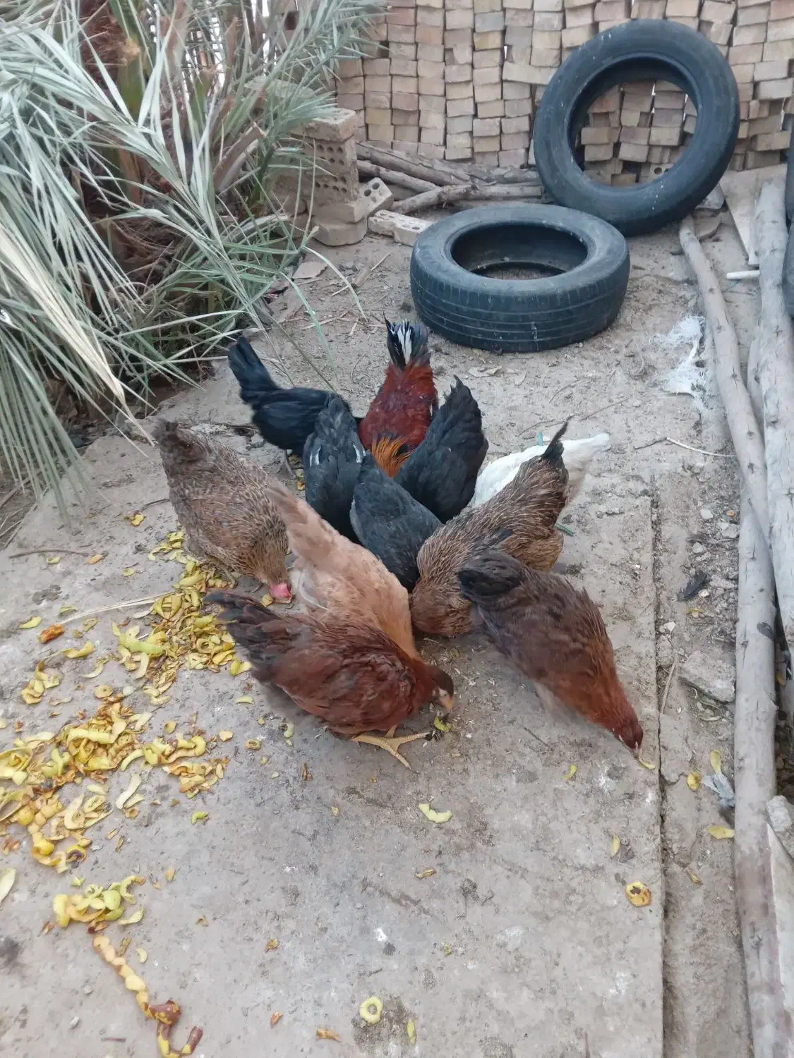 فروش مرغ عربی اصل|حیوانات مزرعه|رامشیر, |دیوار