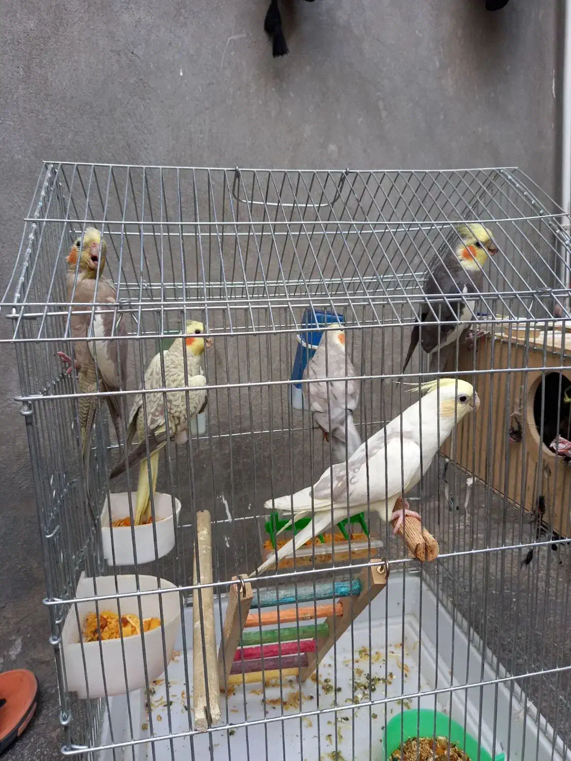 عروس هلندی|پرنده|صحنه, |دیوار