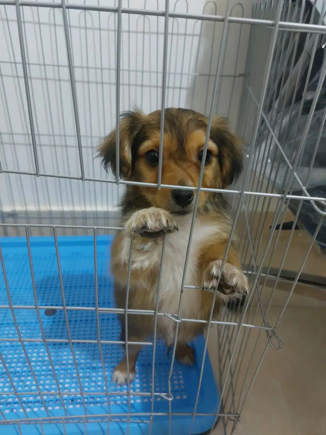 سگ  واگذار میشود|سگ|ارومیه, |دیوار