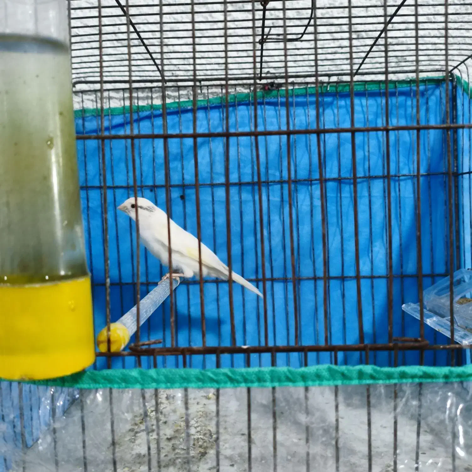 قناری نر سفید مست|پرنده|مرودشت, ژیان|دیوار