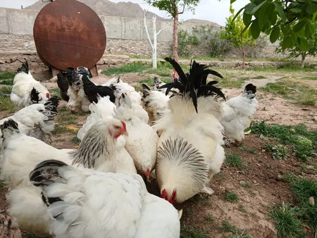 مرغ و خروس برهما لایت اورجینال|حیوانات مزرعه|هشتگرد, شهرک اداری|دیوار