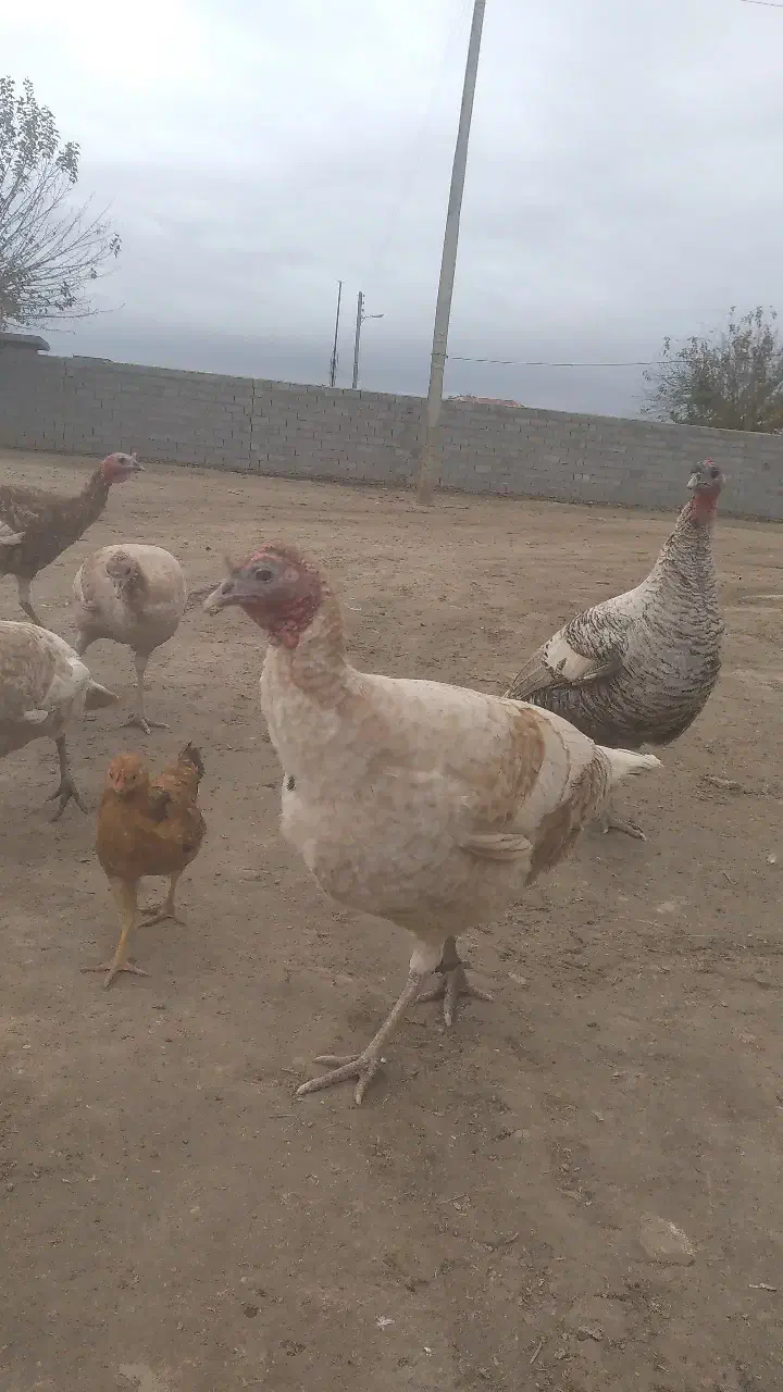 بوقلمون محلی|حیوانات مزرعه|گنبد کاووس, |دیوار