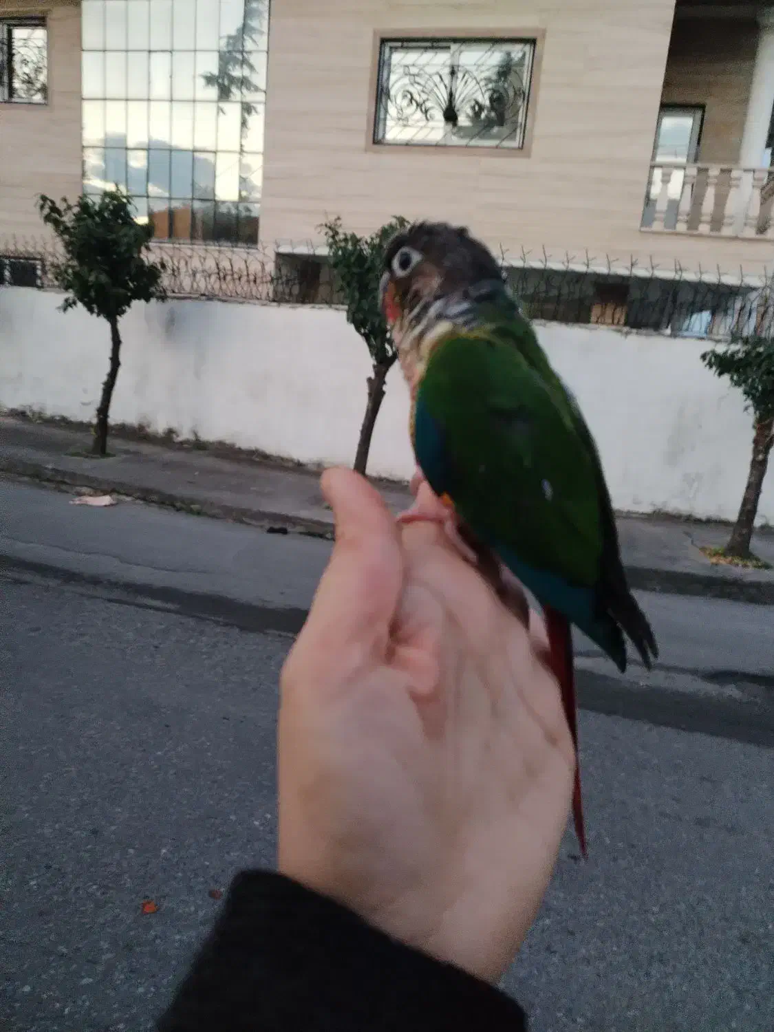 پرنده گرینچیک دستی اسمش نبات دستی سخنگو|پرنده|چالوس, |دیوار