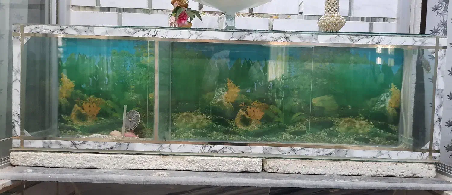 آکواریوم|ماهی|ایلام, |دیوار