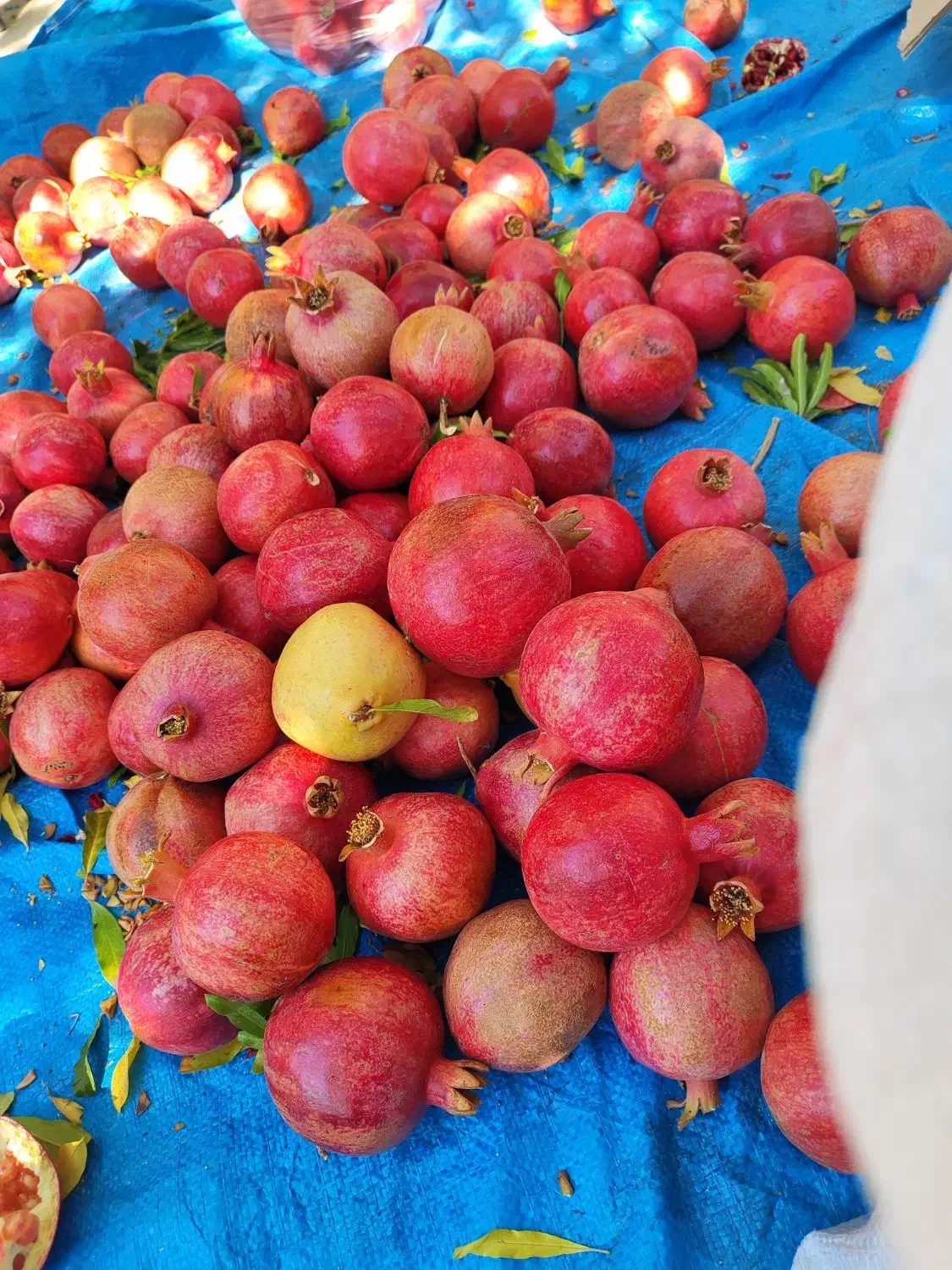 انار ربی|حراج|مهریز, |دیوار