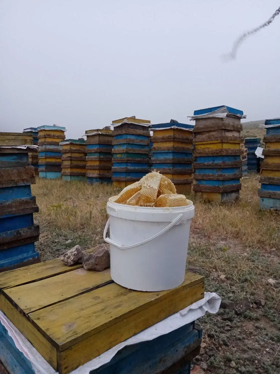 عسل|عمده‌فروشی|تالش, تالش|دیوار