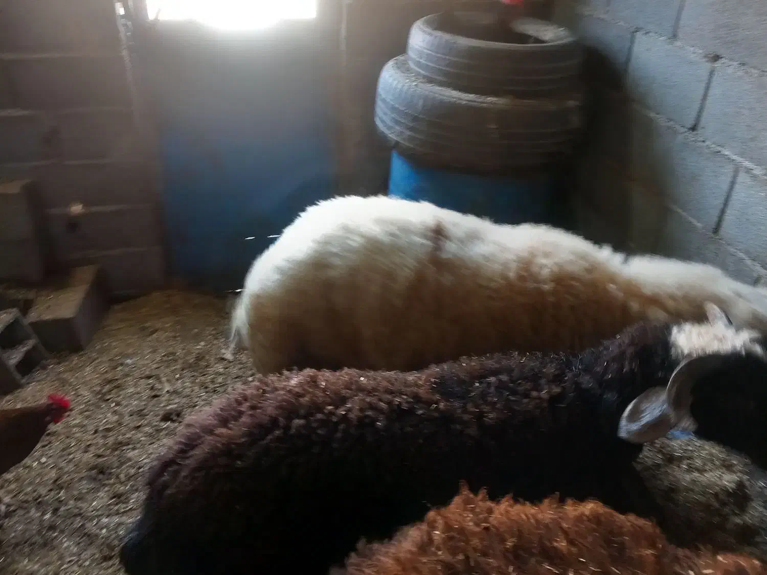 بره چاق 55 کیلو|حیوانات مزرعه|سرخنکلاته, |دیوار