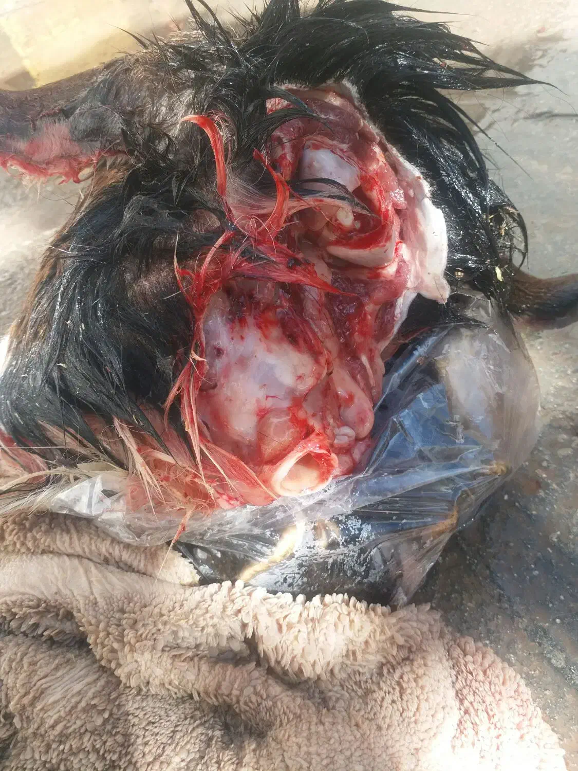 دونه ۴۳۰|حیوانات مزرعه|مسجد سلیمان, |دیوار