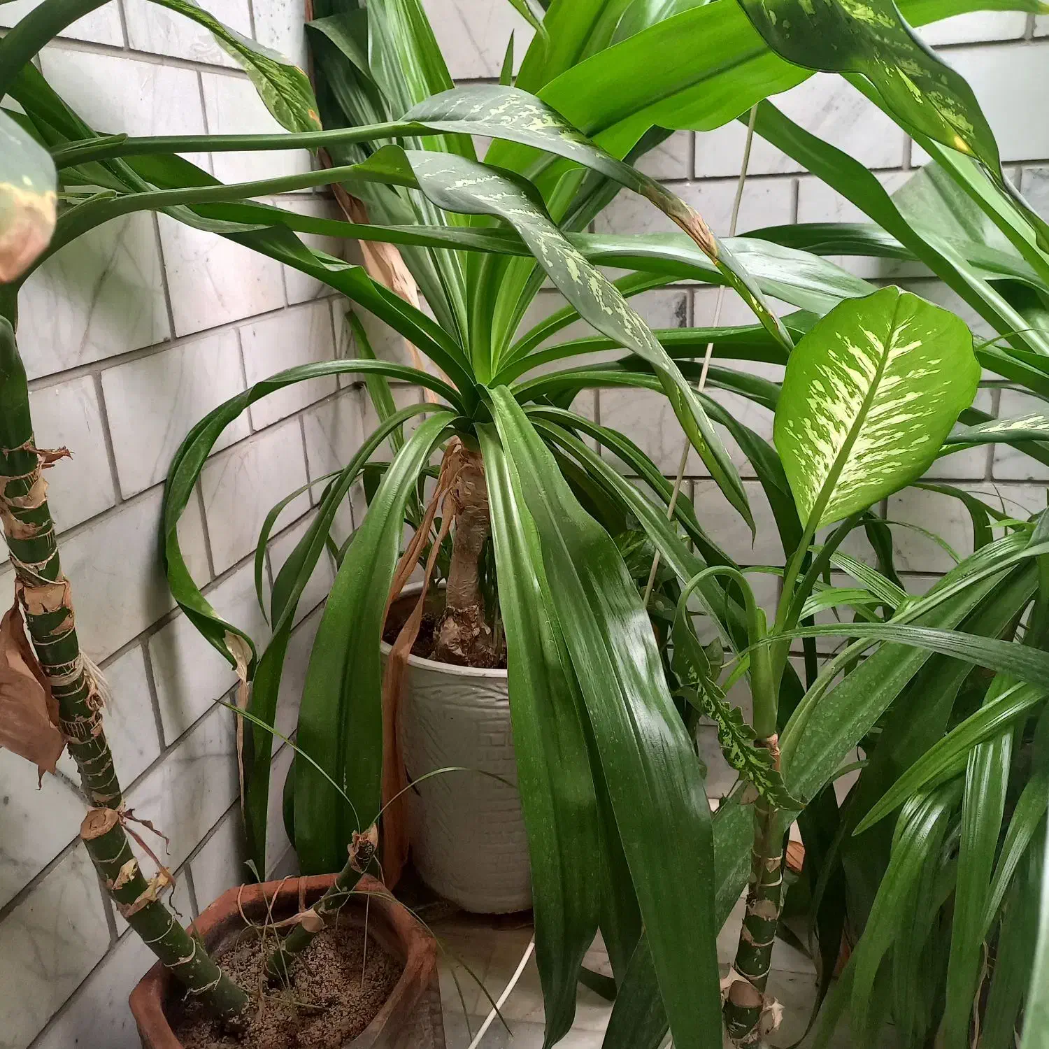 گل و گلدان بزرگ|گل و گیاه طبیعی|هشتگرد, شهرک ولیعصر (مصلی)|دیوار