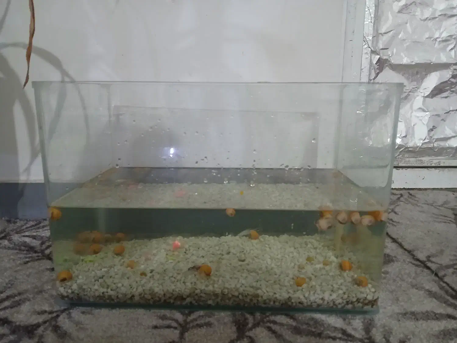 آکواریوم متوسط شیشه خم|ماهی|بندر گناوه, |دیوار