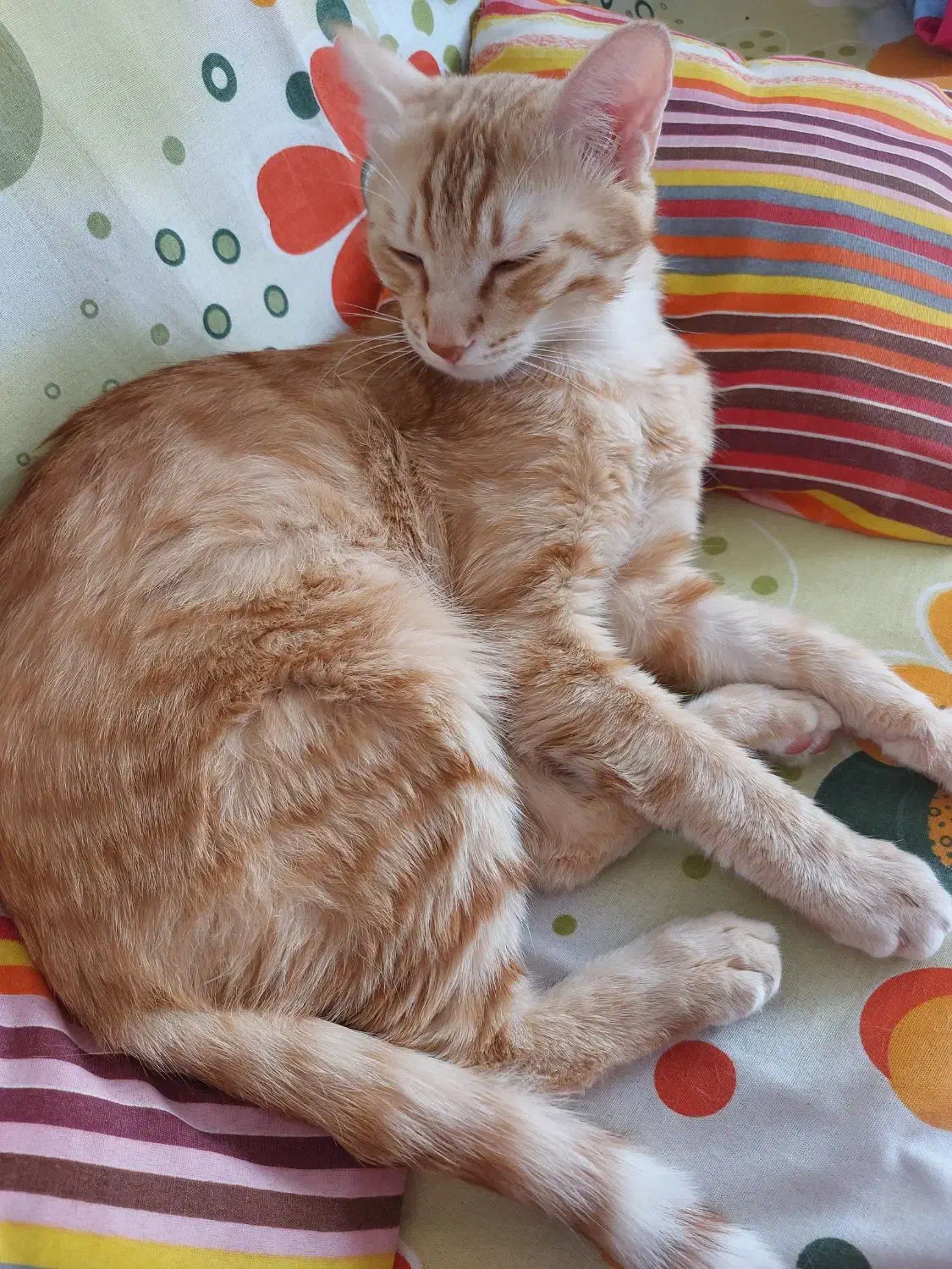 واگذاری گربه نارنجی یک ساله|گربه|اردبیل, |دیوار