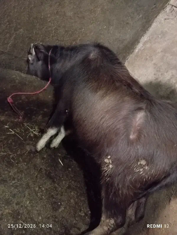 بالاخ|حیوانات مزرعه|سراب, |دیوار