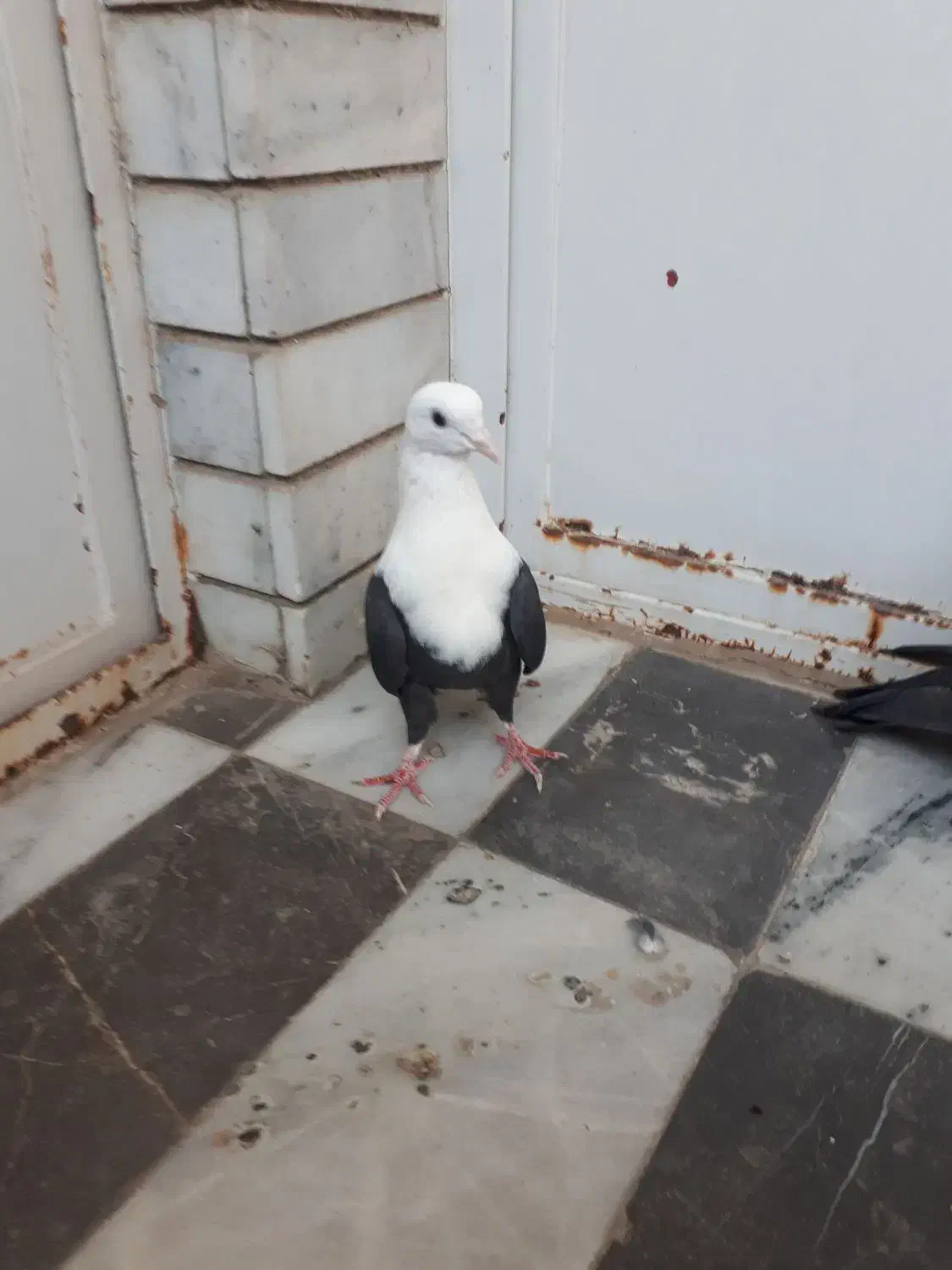 کربلایی سیاه|پرنده|گنبد کاووس, |دیوار