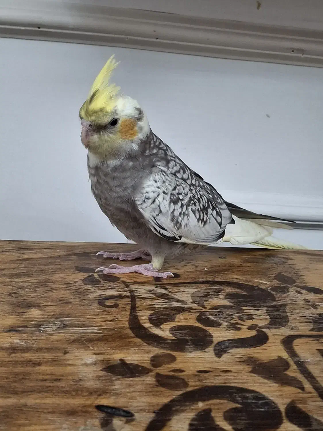 عروس هلندی|پرنده|اردبیل, |دیوار