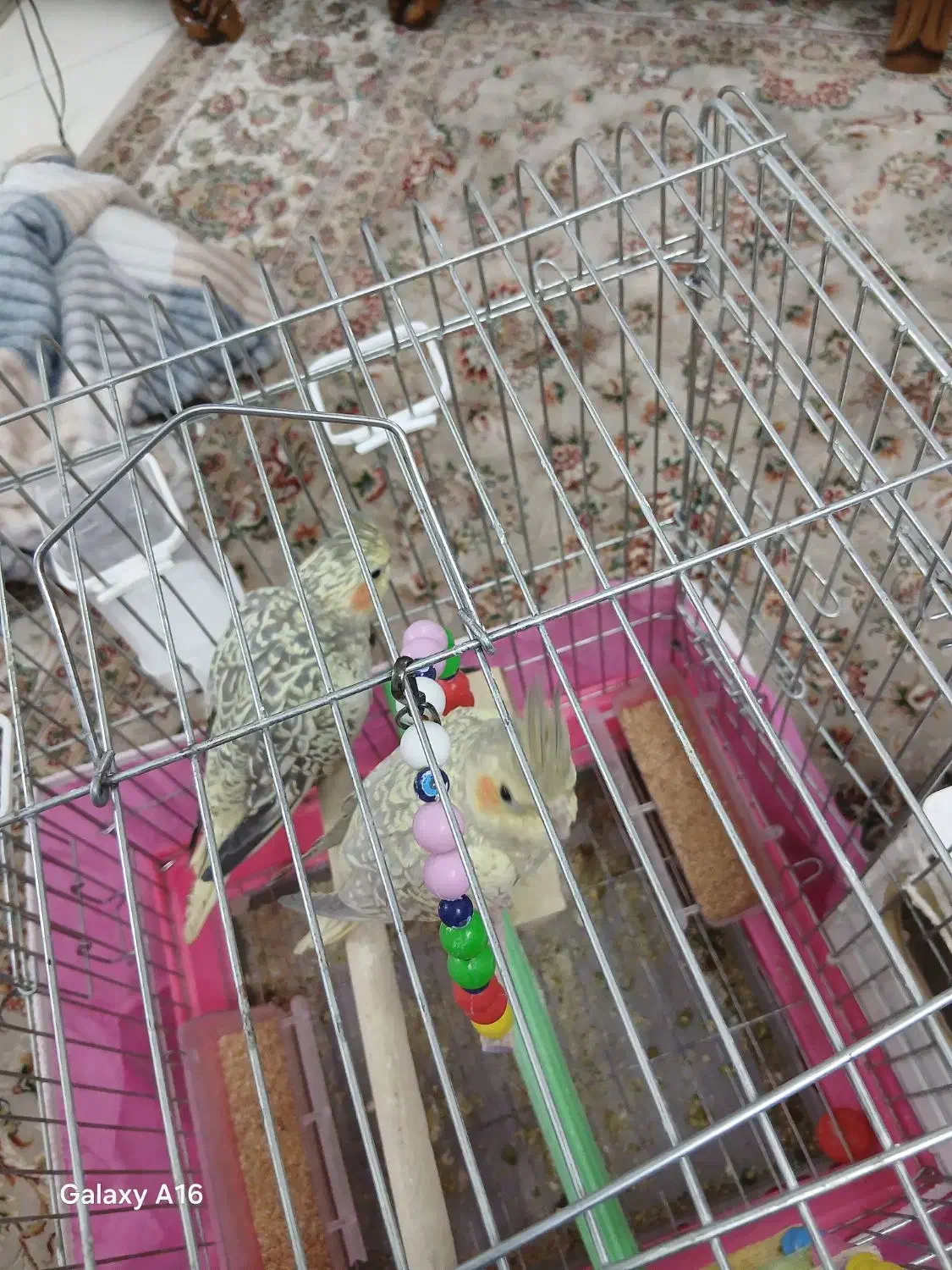 پرنده.عروس هلندی|پرنده|قم, در بهشت|دیوار