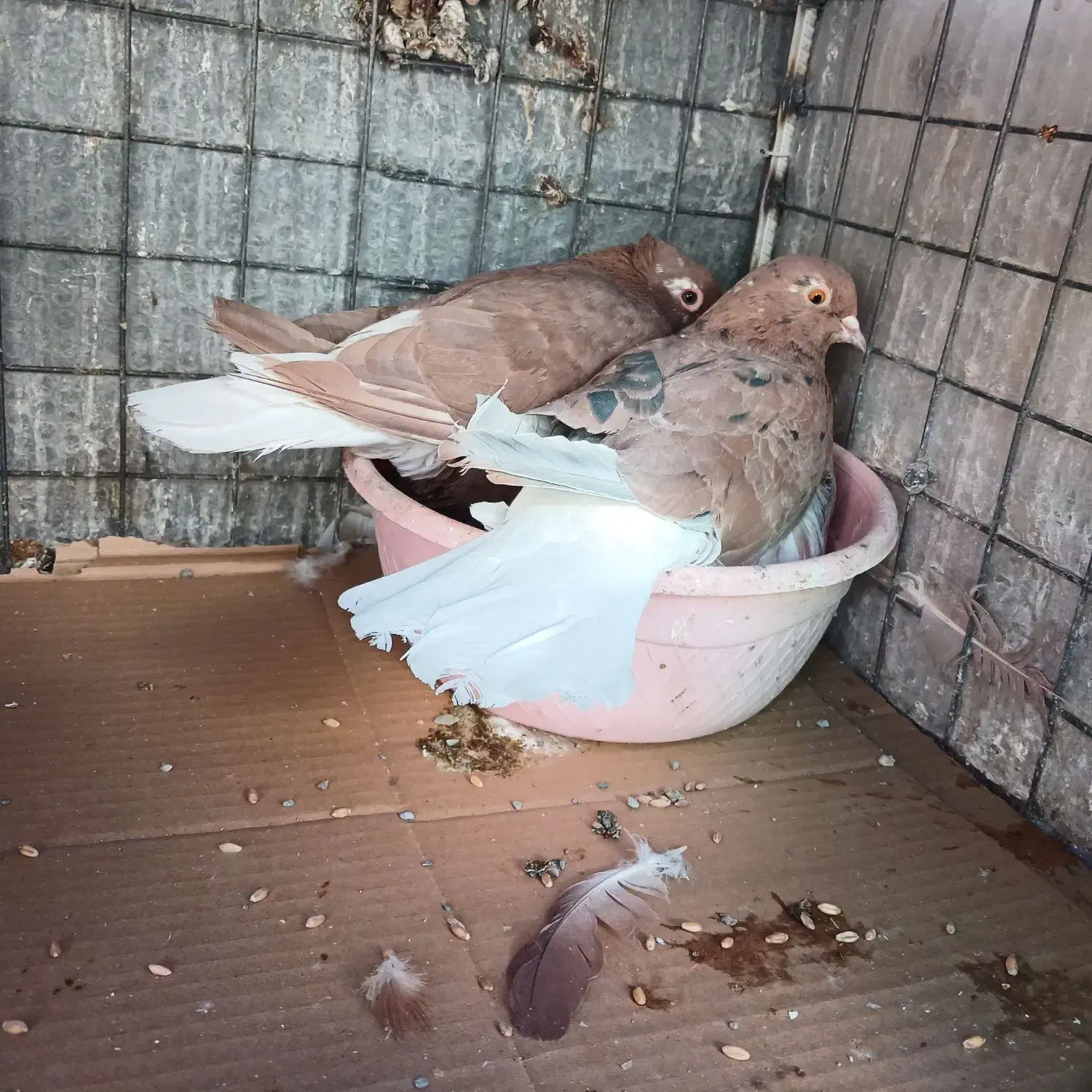 کفتر زرد کرمانی و طوقی و دم سفید کاکلی|پرنده|بیرجند, |دیوار