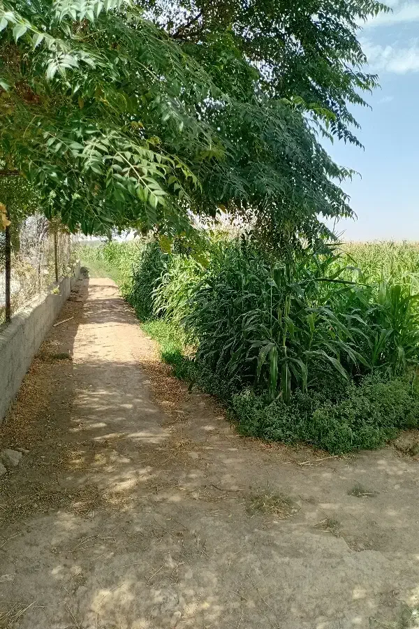 زمین کشاورزی هکتاری(استخر آب ذخیره+۳عدد چاه)|فروش زمین و ملک کلنگی|جوادآباد, |دیوار