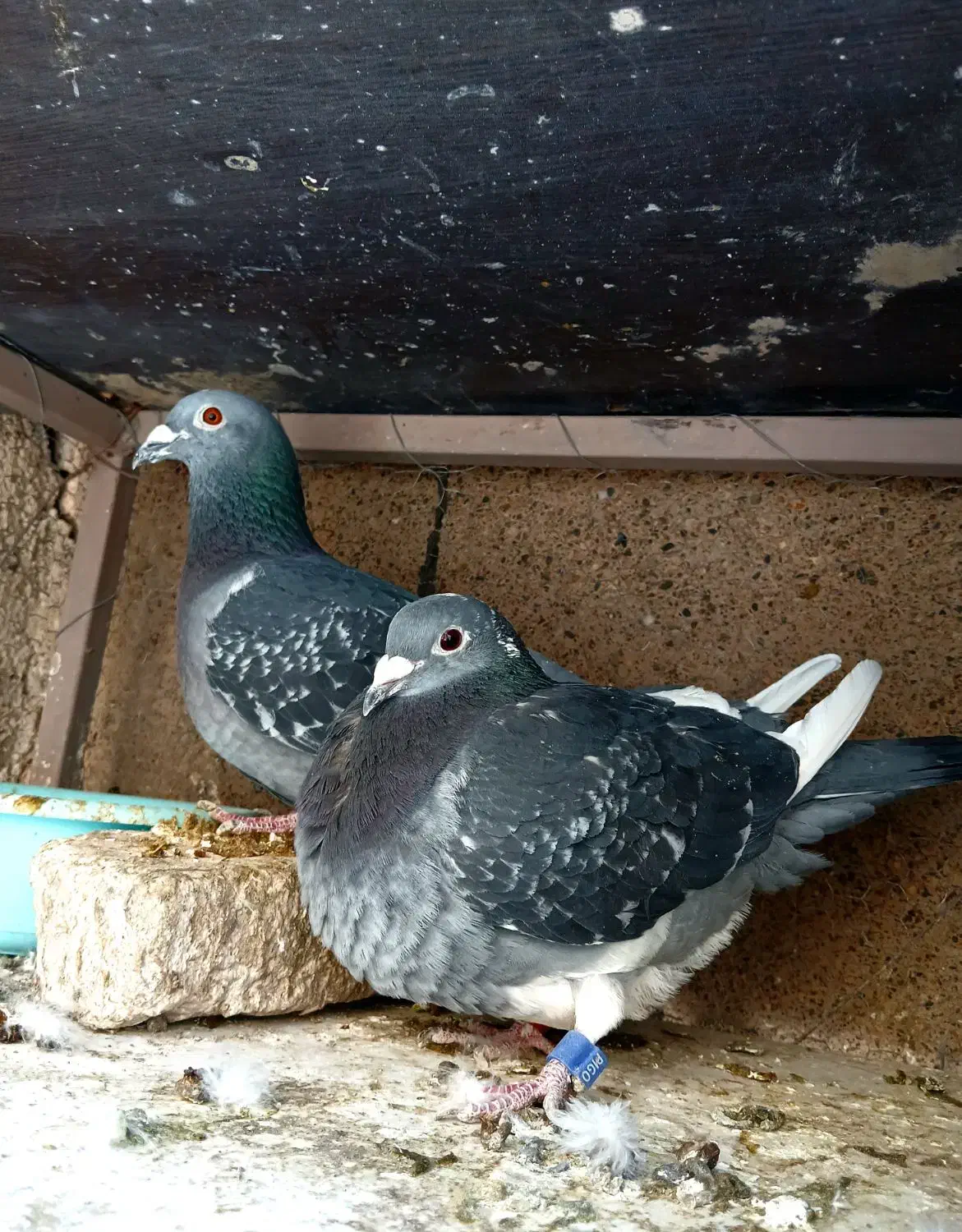 کبوتر پلاکی مسافت بلند|پرنده|قم, پامنار|دیوار