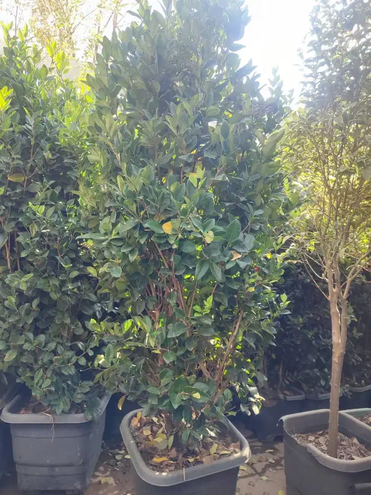 خدمات باغبانی تعویض خاک گلدون کاشت گل هرس درختان|خدمات باغبانی و درختکاری|اسلامشهر, شهرک قائمیه|دیوار