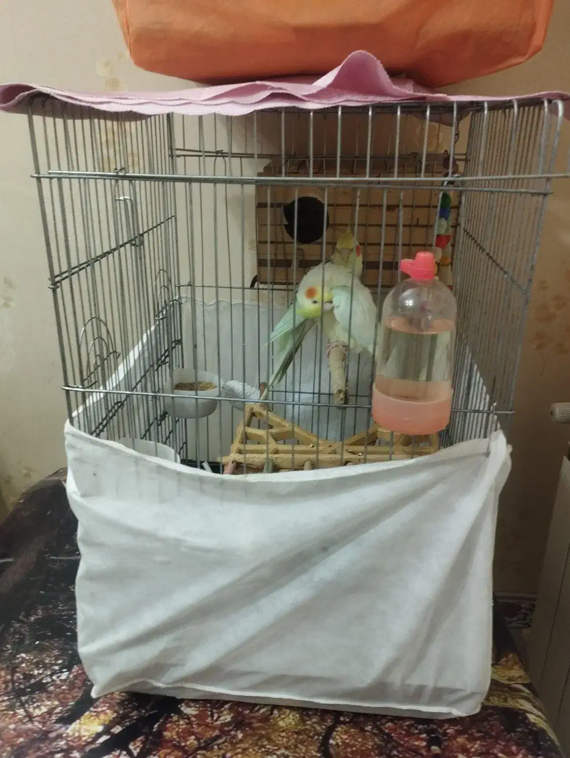 عروس هلندی|پرنده|محمدشهر, شهرک پیام (مهرالبرز)|دیوار