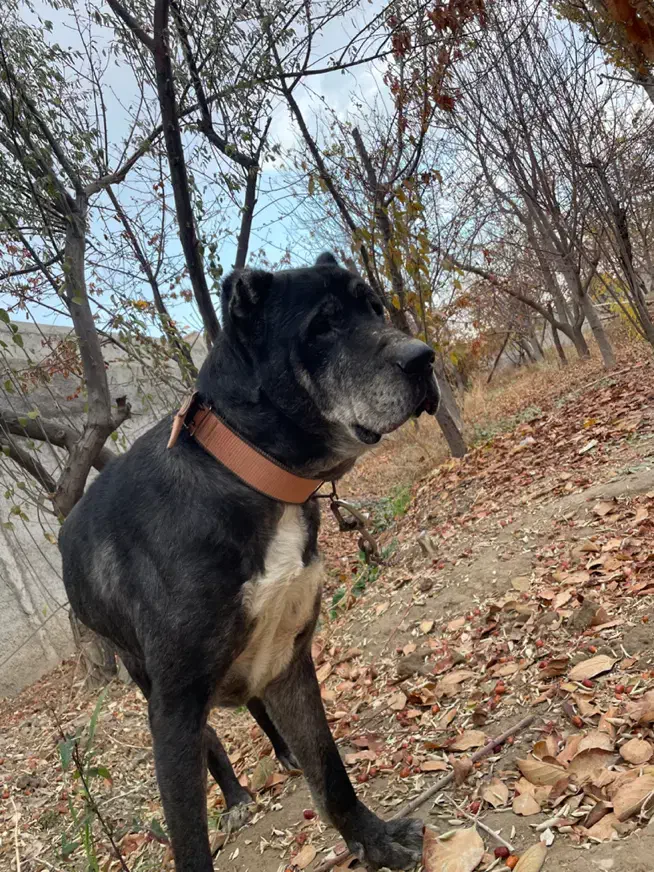 سگ سرابی|سگ|رباطکریم, نوده|دیوار