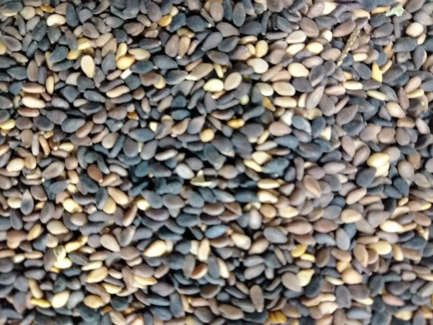 کنجد اعلا تمیز|عمدهفروشی|نیشابور, شهید جعفری|دیوار