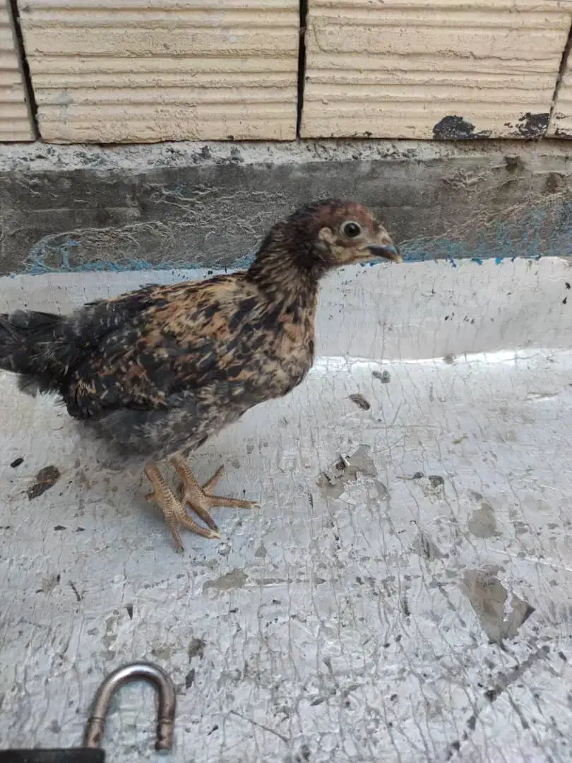 جوجه محلی|حیوانات مزرعه|صباشهر, |دیوار