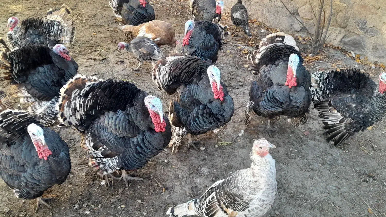 بوقلمون طبیعی|حیوانات مزرعه|مشگین شهر, |دیوار