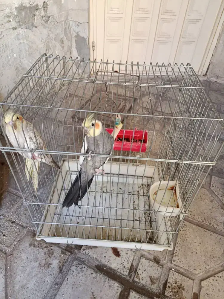 طوطی عروس هلندی|پرنده|محمدیه-قزوین, |دیوار