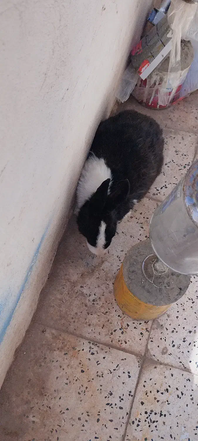 واگذاری خرگوش|موش و خرگوش|رفسنجان, |دیوار