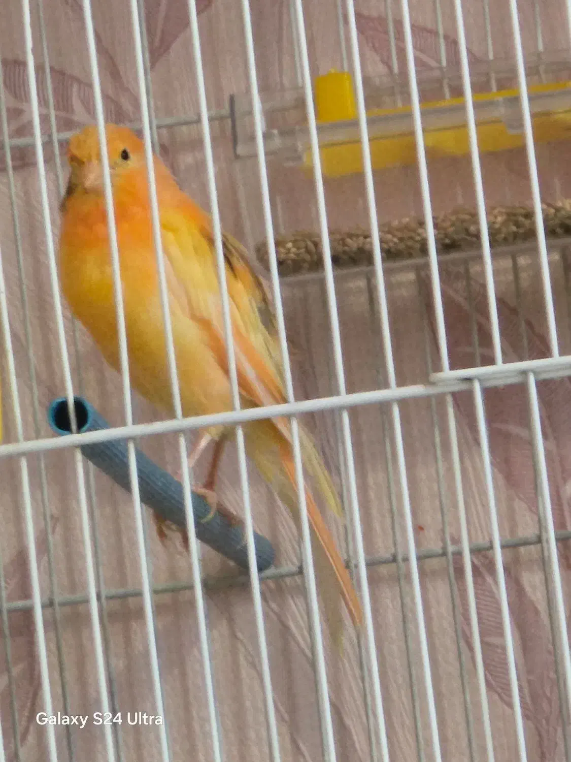 ماده ردفاکتور به همراه دو عددنر|پرنده|مشهد, شریف|دیوار