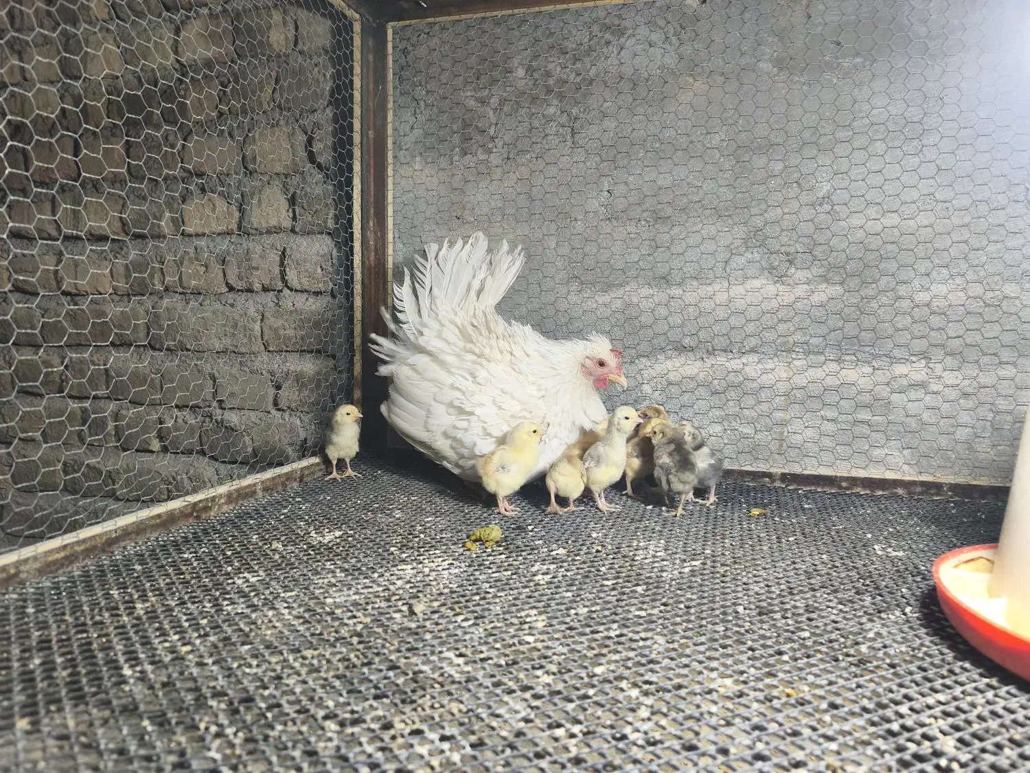 مرغ گلین لری با جوجه|حیوانات مزرعه|هشتگرد, هیو|دیوار