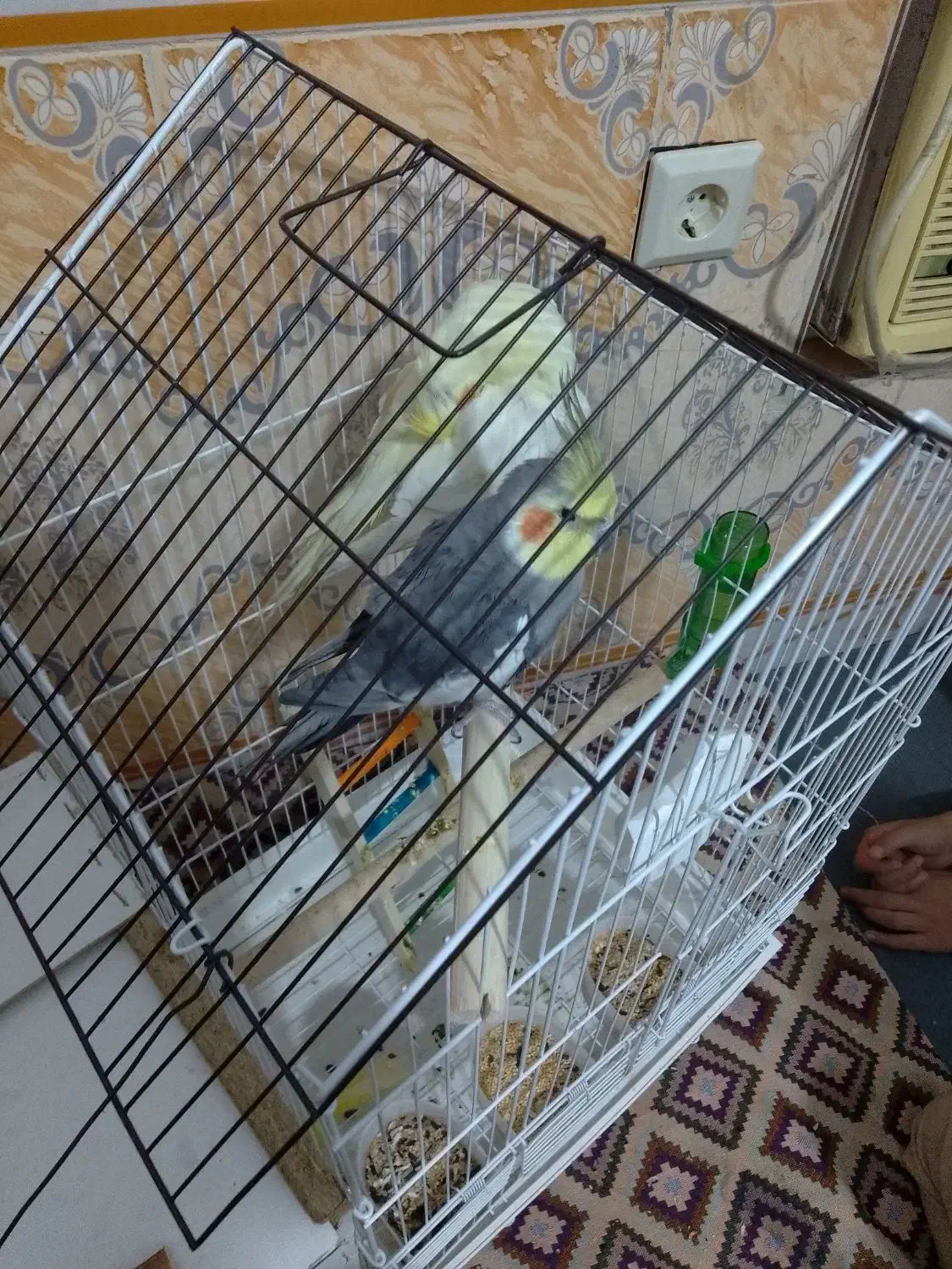 فوری عروس هلندی بدون قفس 1600 فوری|پرنده|فاضل آباد, |دیوار