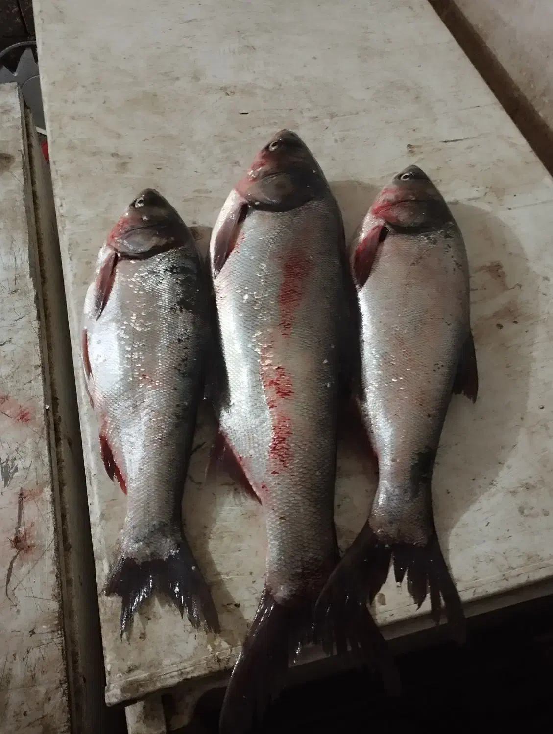 ماهی تازه سد عمده و خورده زیر قیمت کل ایران|ماهی|بوکان, |دیوار